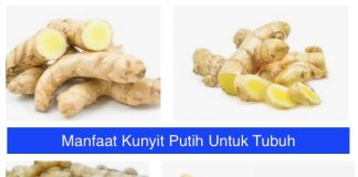 Manfaat Kunyit Putih Untuk Tubuh Manfaat Kunyit Putih Untuk Tubuh