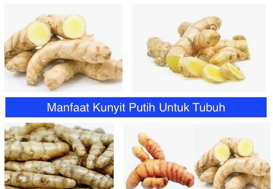 Manfaat Kunyit Putih Untuk Tubuh Manfaat Kunyit Putih Untuk Tubuh