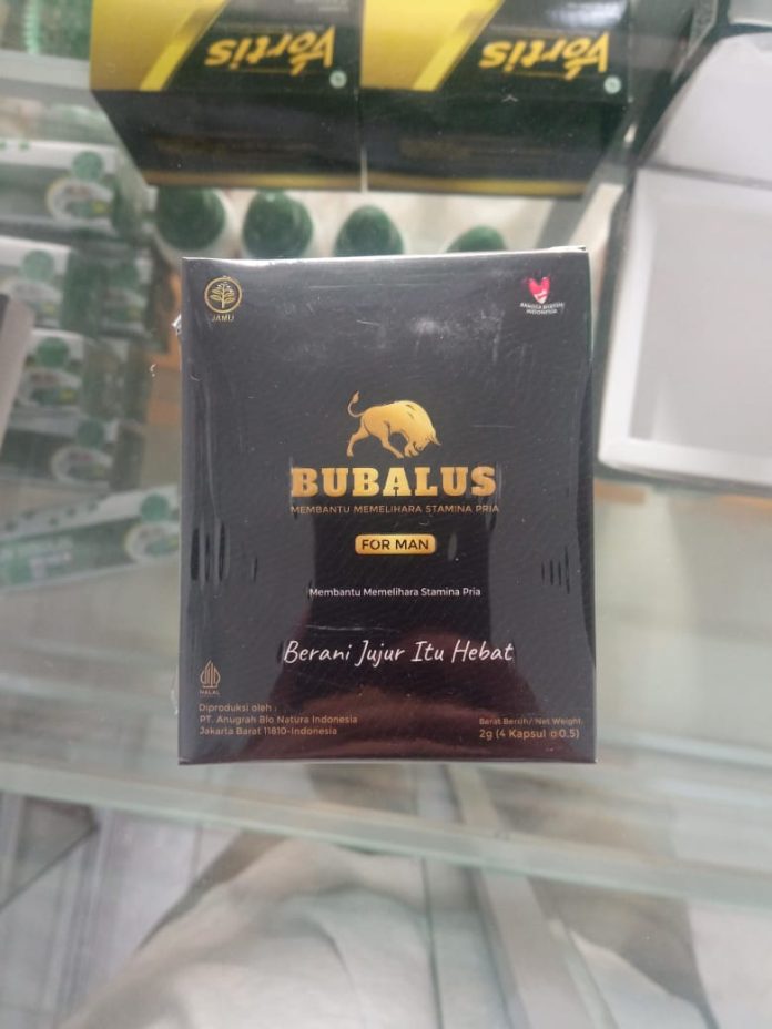 Jual Bubalus Makassar bubalus makassar