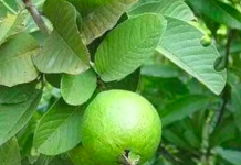 Sejuta Manfaat Daun Jambu Biji daun jambu biji