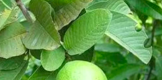 Sejuta Manfaat Daun Jambu Biji daun jambu biji